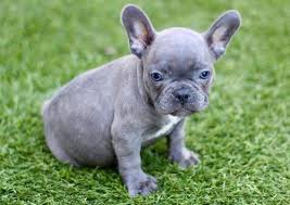 Our online shop is now live… we have now expanded our. French Bulldog Puppy For Sale Adoption Rescue For Sale In Cherokee North Carolina Classified Americanlisted Com