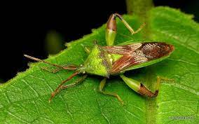 Leaf Footed Bug Lycambes Sp Spathophorini Meropachyinae Coreidae Leaf Footed Bug Bugs Insects