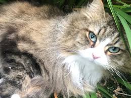 Favorite this post jun 26 Siberian Cat Colors Ultimate Guide I The Discerning Cat