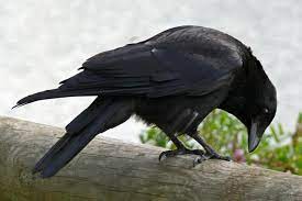 Eine große freude für jung und alt ist das beobachten von wildvögeln in unseren gärten. Rabenvogel Vorurteile Und Fakten Nabu