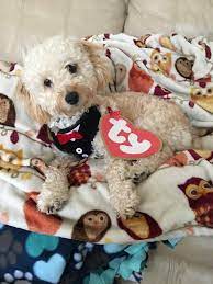 Dog Ty Beanie Baby Costume Cheap Online