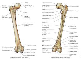 Femur Bone Diagram Get Rid Of Wiring Diagram Problem