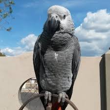 Birds Of South Africa Gauteng Lost African Grey Parrot Bird Johannesburg South Gauteng Gp South Africa L26744 African Grey African Grey Parrot Parrot