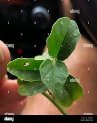 Image result for Astripomoea malvacea