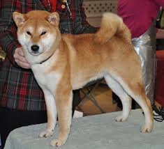 Black And Tan Shiba Inu For Sale Shiba Inu Dogs Shiba Inu Dog Breeders In Georgia Showboat Kennels Dog Breeders Shiba Inu Dog Breeder Shiba Inu Puppy
