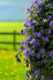 Check spelling or type a new query. Purple Bells Clematis Purple Bell Flowers Beautiful Flowers