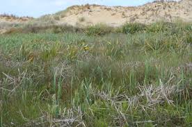 Image result for Cyclosorus