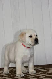 See more ideas about adoption, labrador retriever puppies, puppies. Lovable Cuddly Labrador Retriever Puppies Zonnebloem Dogs Puppies Public Ads 89571