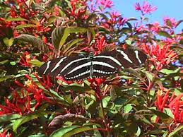 We did not find results for: Attracting Butterflies To Your Miami Garden The 16 Best Butterfly Attracting Plants For South Florida