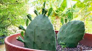 Small farm center, university of california, davis, ca 95616. How To Grow And Eat Prickly Pear Cactuses Tyrant Farms