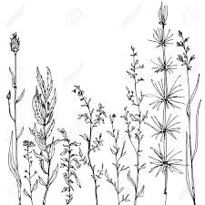 Black And White Line Art Plant Clipart Wild Flower Floral Composition With Ink Drawing Herbs And Flowers Doodle Wild Plants Flower Drawing Plant Drawing Botanical Line Drawing