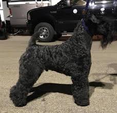 Kerry blue terrier pups girls and boys available to correct homes only show dog parents multi champion blood lines serious pedigrees on both sides of parents. Home