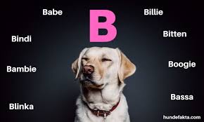 Søk blant tusenvis and populære og unike navn til hunden din! Hundenavn Til Tispe Stor Alfabetisk Liste Over Hundenavn 2021