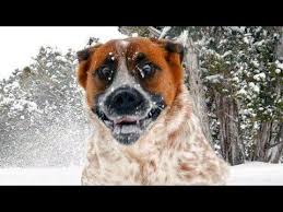 Try To Watch Without Laughing This Funny Dogs Snow Fails Compilation Compilation Fails Funny Laughing Watch Witho Funny Dogs Snow Dogs Epic Fail Pictures