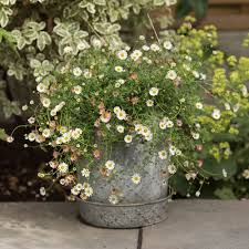 Image result for Erigeron karvinskianus