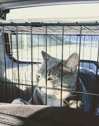 To make matters worse, moving cross country with cats will take these super sensitive creatures way out of their comfort zones and will lead them to. A Step By Step Guide To Moving Across The Country With A Baby 2 Cats Part 7 Toddler On The Tenure Track