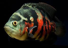 Budidaya ikan berdasarkan manfaatnya terbagi menjadi dua yakni budidaya ikan untuk hiasan dikenal dengan ikan hias dan budidaya ikan untuk. Ikan Oscar 8 Jenis Dan Harga Ikan Oscar Lengkap Beserta Cara Merawatnya Hewan Air Info Hewan Air Info