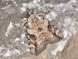 Image result for Catocala electa