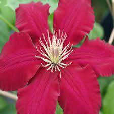 Check spelling or type a new query. Groff S Plant Farm Clematis Rebecca 2 Gallon