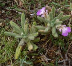 Image result for Acrotome thorncroftii