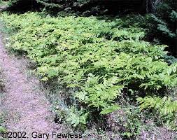 Image result for Pteridium