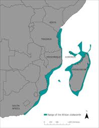 Image result for Coelachne africana