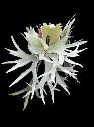 Image result for Platycarpha