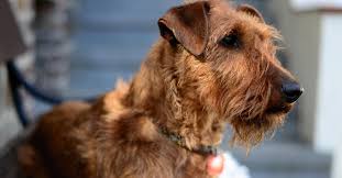 Image result for irský teriér