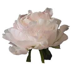 Manufacturing and trade are essential parts of the state's economy. Wedding Flowers Wholesale Flowers Bulk Flowers Flowers Near Me