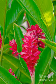 Discount99.us has been visited by 1m+ users in the past month Alpinia Purpurata Jungle King Red Ginger Tropical Flowers Lahaina Maui Hawaii Photograph By Sharon Mau
