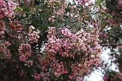 Image result for Virgilia