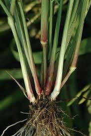 Image result for Eragrostis japonica