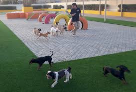 Which is the best dog boarding service in chapel hills? 10 Of The Best Dog Retreats In Dubai What S On Dubai