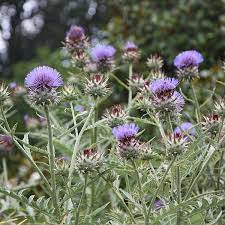 Cynara Cardunculus Cardoon Architectural Plants Pollinator Plants Cardoon