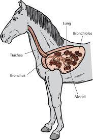Heaves, a condition in horses that is similar to asthma in humans, is worsened by confinement. Introduction To Lung And Airway Disorders Of Horses Horse Owners Veterinary Manual