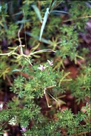 Image result for Cleome rubella