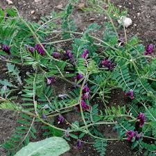 Image result for Humularia pseudo aeschynomene