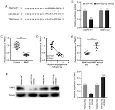 The mandalorian (tv episode 2019) cast and crew credits, including actors, actresses, directors, writers and more. Long Non Coding Rna Gas5 Protects Against Em Mycoplasma Pneumoniae Em Pneumonia By Regulating The Microrna 222 3p Timp3 Axis