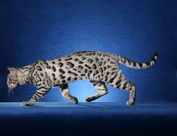 Pin By Vanessa On Partial To White Bengal Kitten Bengal Cat Silver Bengal