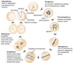 The mitotic cell division occurs in somatic cells of the body. The 4 Mitosis Phases Prophase Metaphase Anaphase Telophase