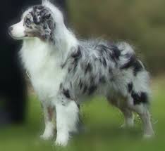 13 to 18 inches weight: Miniature Australian Shepherd Registered Miniature Australian Shepherd Puppies In Embro Ontariof Aussie Dogs Australian Shepherd Puppies Australian Shepherd