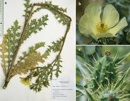 Image result for Argemone ochroleuca