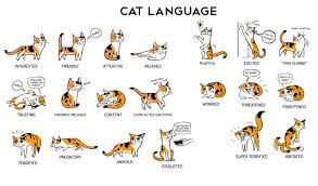 Cats Language This Is How To Understand Your Cat Body