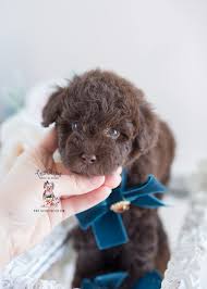 Check spelling or type a new query. Chocolate Teacup Poodle For Sale