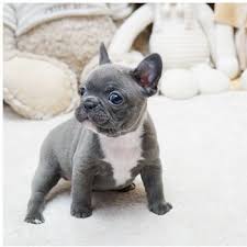 We have a lot of information about teacup french bulldog puppies, french bullies care and information regarding our puppies for sale. Faboo Blue Mini French Bulldog
