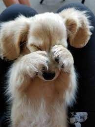 5 reasons why your dog rolls over to show you her belly dachshund breed cute baby animals puppies