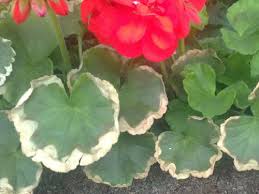 Image result for foto muškáty