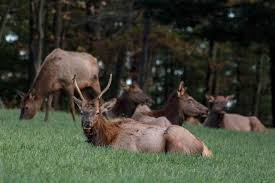 The bulls are bugling and fighting over harems of cows. Discovering Pennsylvania S Elk Herd At The Elk Country Visitor Center Uncovering Pa