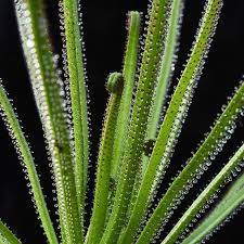 Jeremiah S Carnivorous Plants On Instagram Drosophyllum Lusitanicum Looking Cool Today Drosophyllum Lusitani Carnivorous Plants Plants Cacti And Succulents