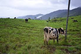 Desa cattle dairy farm desa dairy farm is located at the foothill of mt. Ansicht Von Kuhen Bei Desa Dairy Farm Kundasang Sabah Mit Dem Kinabalu Als Hintergrund Lizenzfreie Fotos Bilder Und Stock Fotografie Image 95506197